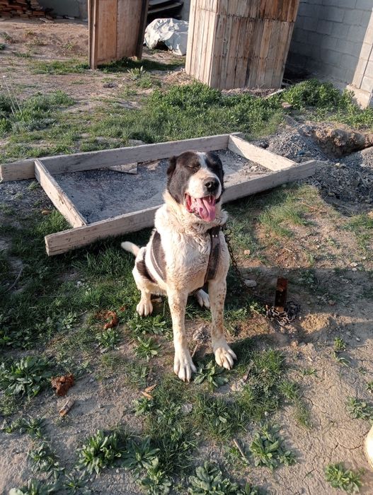 Продам щенка алабай 1 год