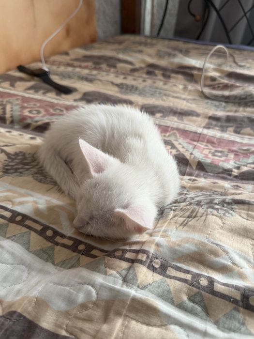 Кошка котёнок кот.