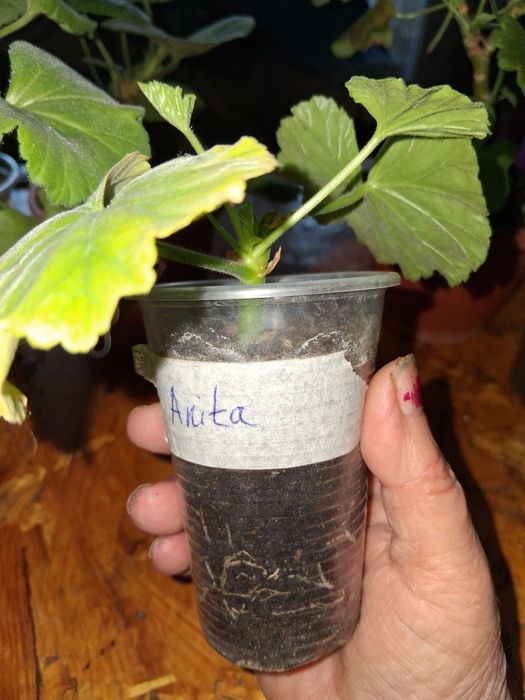 Продавам сортови пеларгонии