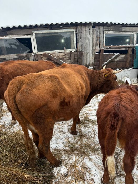 Коровы продаются