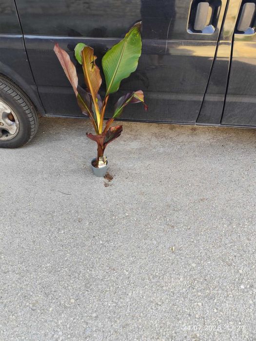 Банановото дърво на Абисиния - Червен Банан или етиопски банан