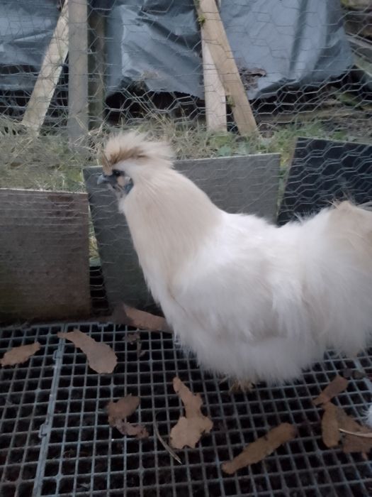 Cocoși mătase japoneza!