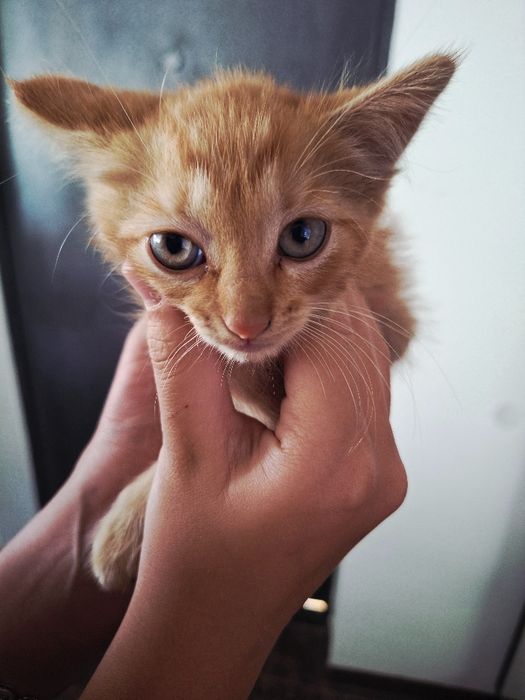 Котёнок Макс (мальчик)
