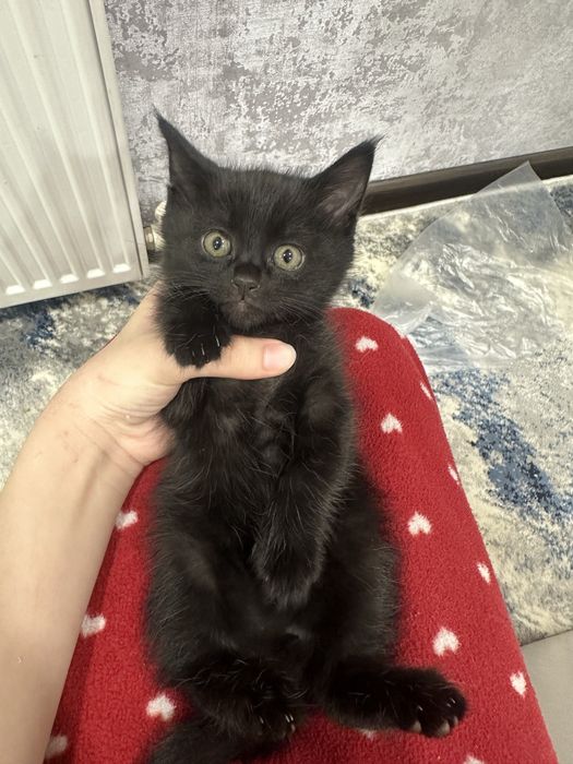 Отдаю милых котят бесплатно в добрые руки