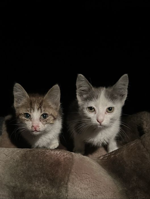Срочно очень отдам котят