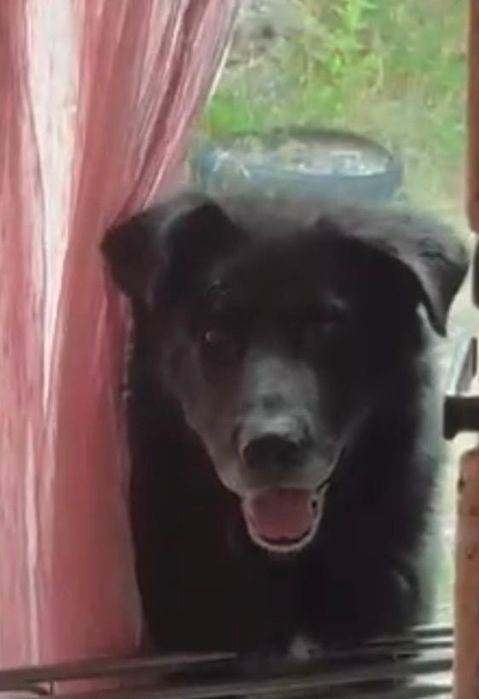 Пес ищет дом и хорошего хозяина