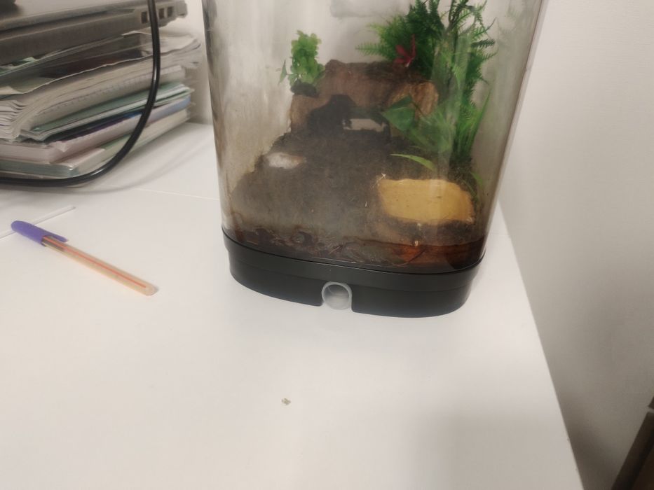 Скорпион для дома