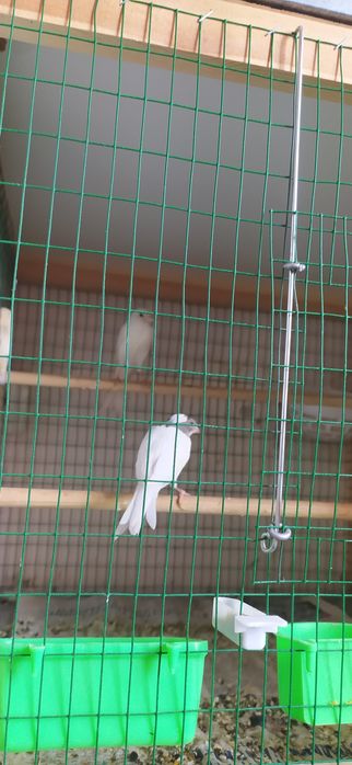 Sava Norchi Sava Kokil Kanareka lan Sotiladi
