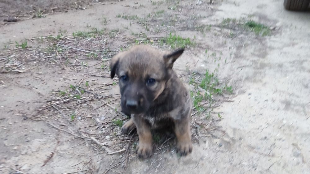 Отдам в добрые руки