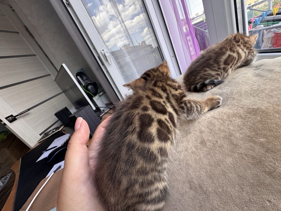 Продам котят бенгалов