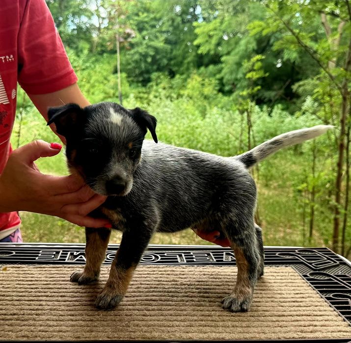 Australian Cattle Dog mascul