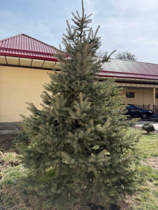 Голубой ель, пихта арча 8 йиллик бўйи 3.5 м жами 7та (самовывоз)