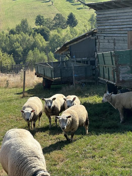 O oaiesi 2miei texel