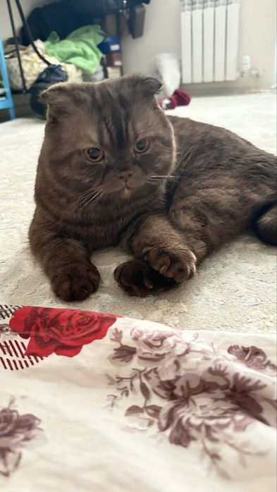 Шатланская  еркек мысык кундігі 1000 тг