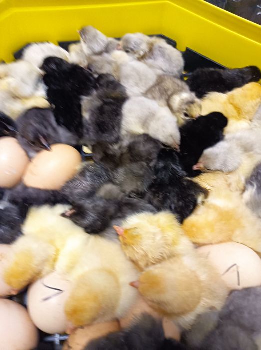 Pui de austrolorp și brahma și oua