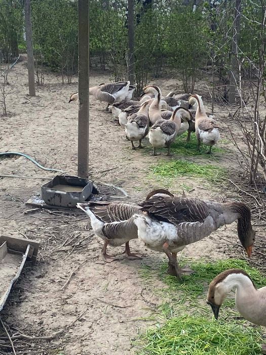 Gaste lesesti - romanesti