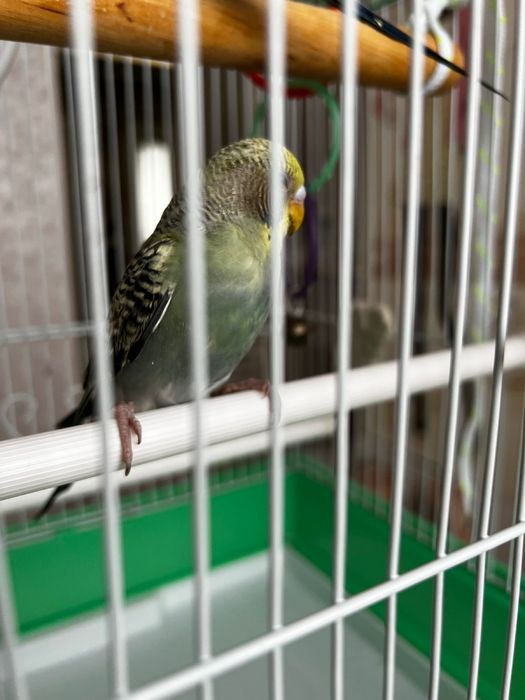 Волнистые попугаи