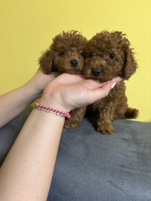 Toy poodle,  той пудели
