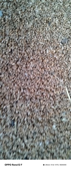 Продам зерно, пшеницу.