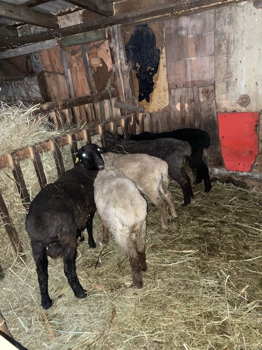 Продам кошкаров с откорма