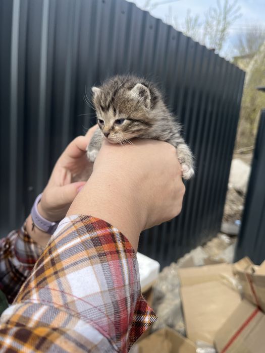 Котенок девочка выбросили