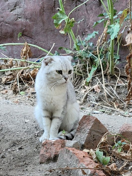 Шотландская вислоухая кошечка