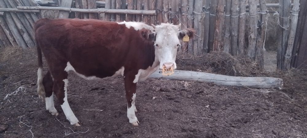 Продам телки этого года