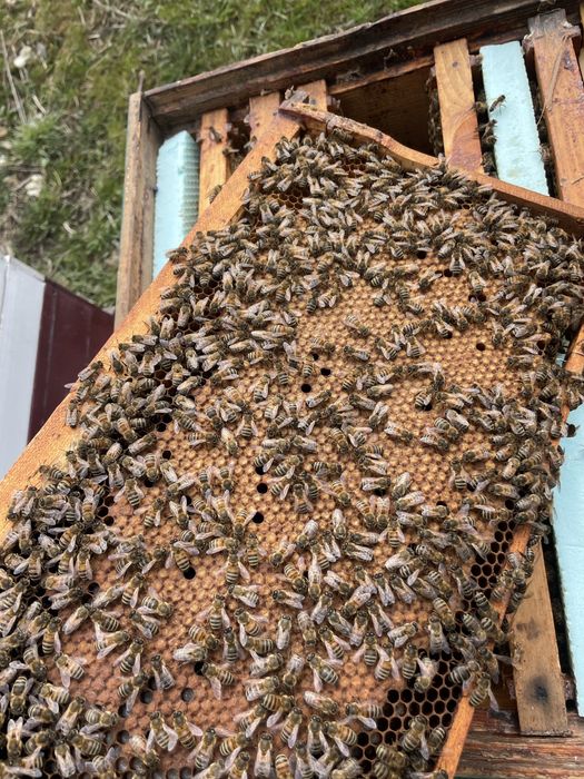 Famili de albine bine dezvoltate