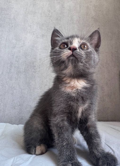 Котята скоттиш страйт