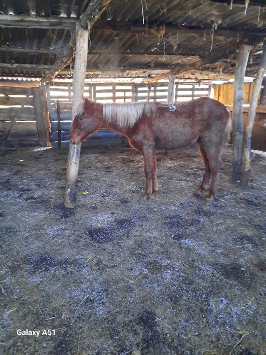 Продаётся жеребенок