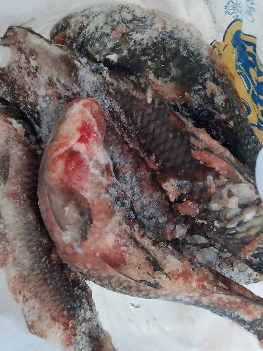 Сазан Иргиз 1600кг