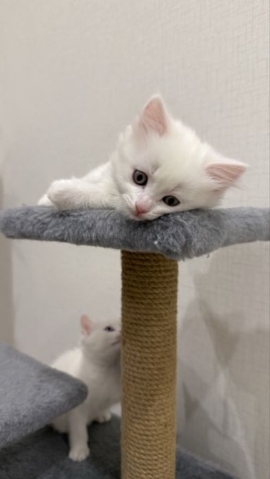 Британские котята