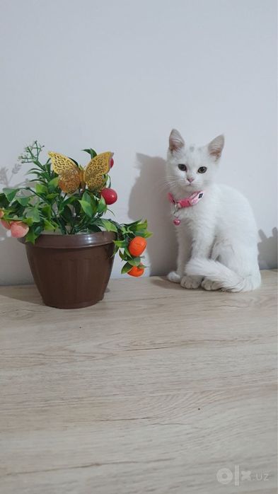 Белый скоттиш страйт 2 месяца