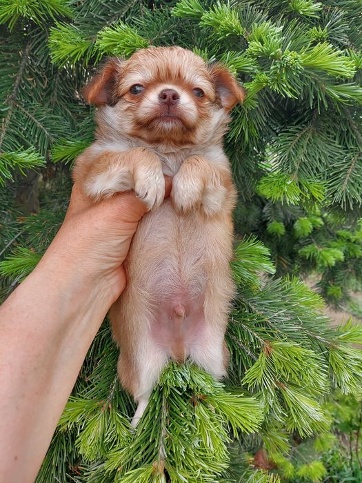 Продаю щенка чихуахуа