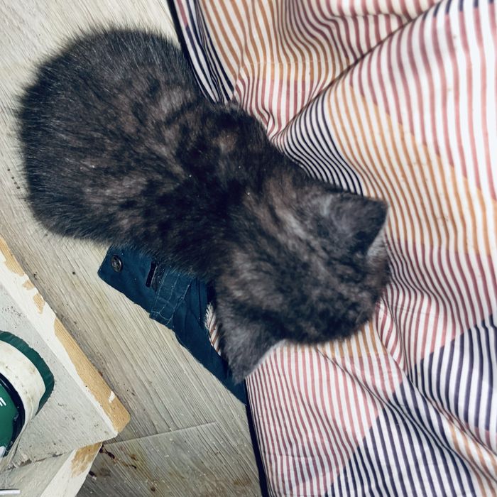 котята беспоатно!