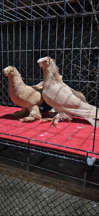 Жолтый голубыыыыы