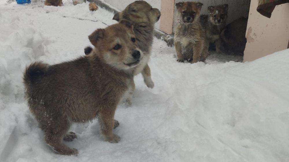 Отдам щенят, мальчики и девочки (2 месяца)