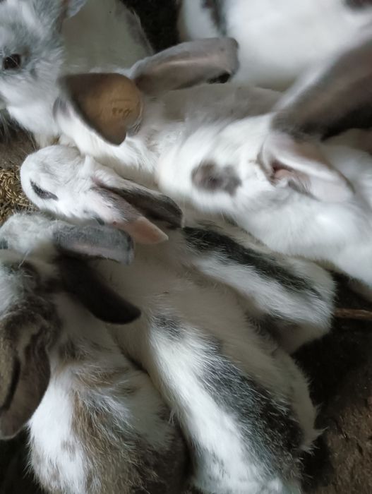 Продаются крольчата 3м по 3300т