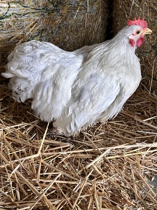 Две петлета мини кохин