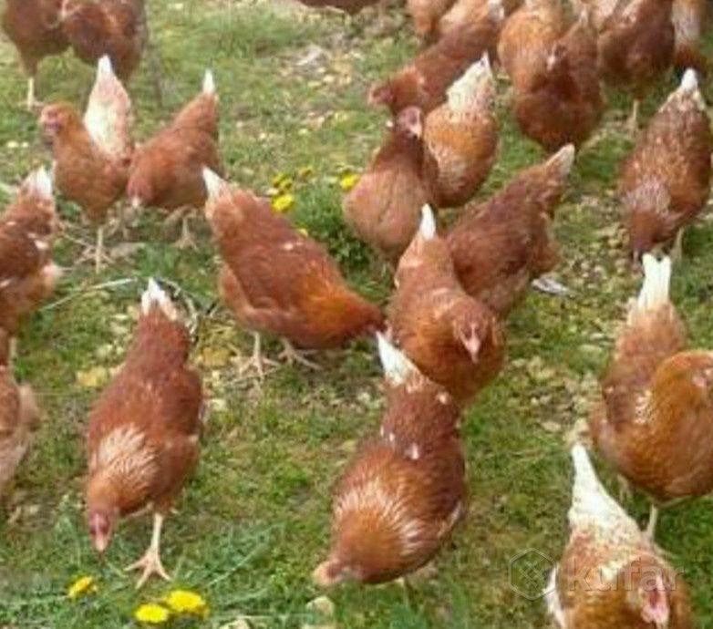 Продам кур ломанбраунов