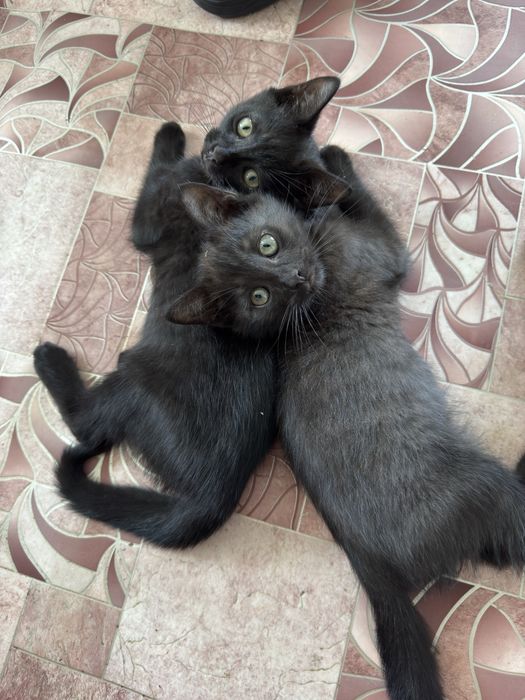 Котята бесплатно