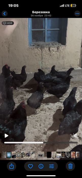 Гигант диржиски тауык