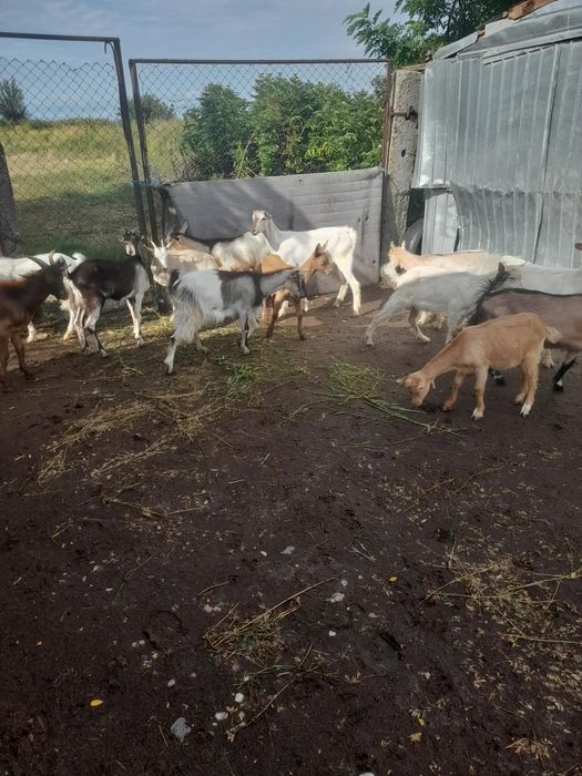 Vând  20 de iezi
