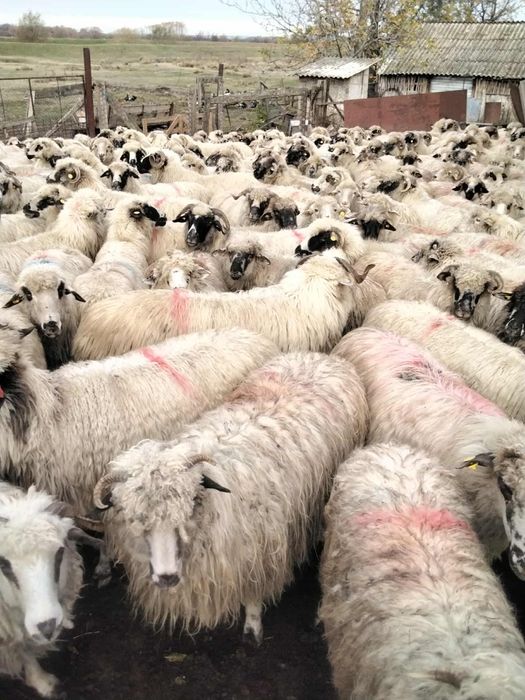 Vând 23 de oi.      .