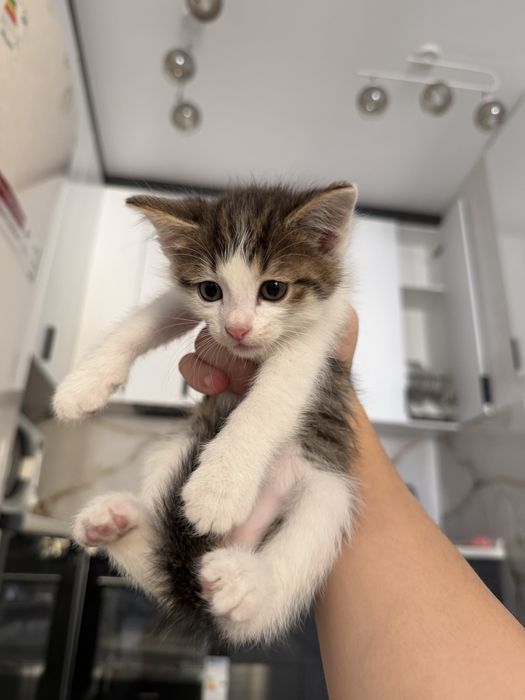 Котенки 1 месяцев СРОЧНО ПРОДАМ