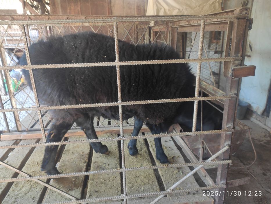 Баран, овцы, қой