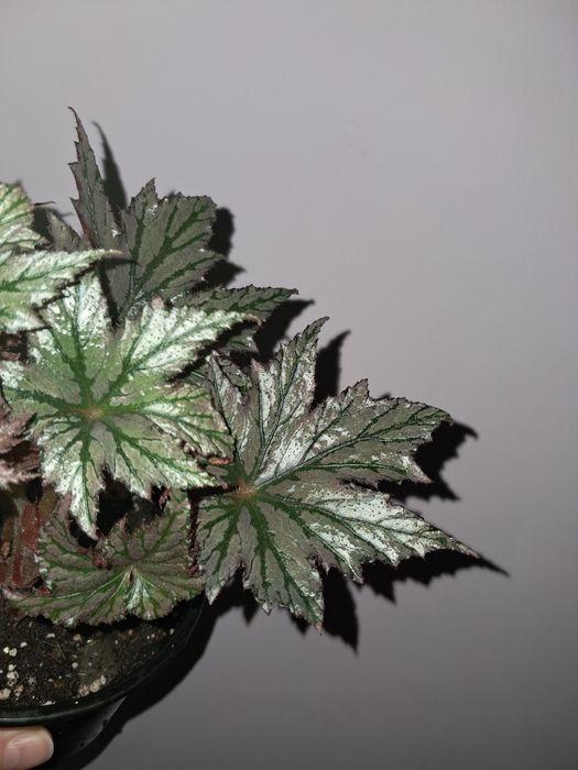 Редкая бегония !