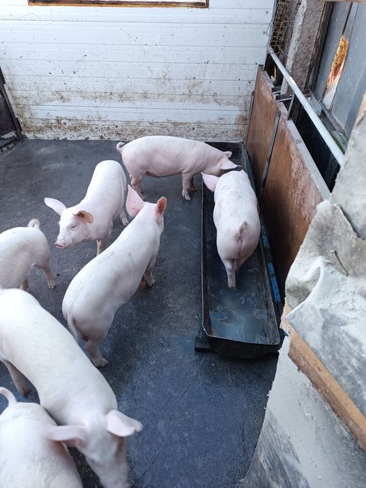 Малки прасета за продан