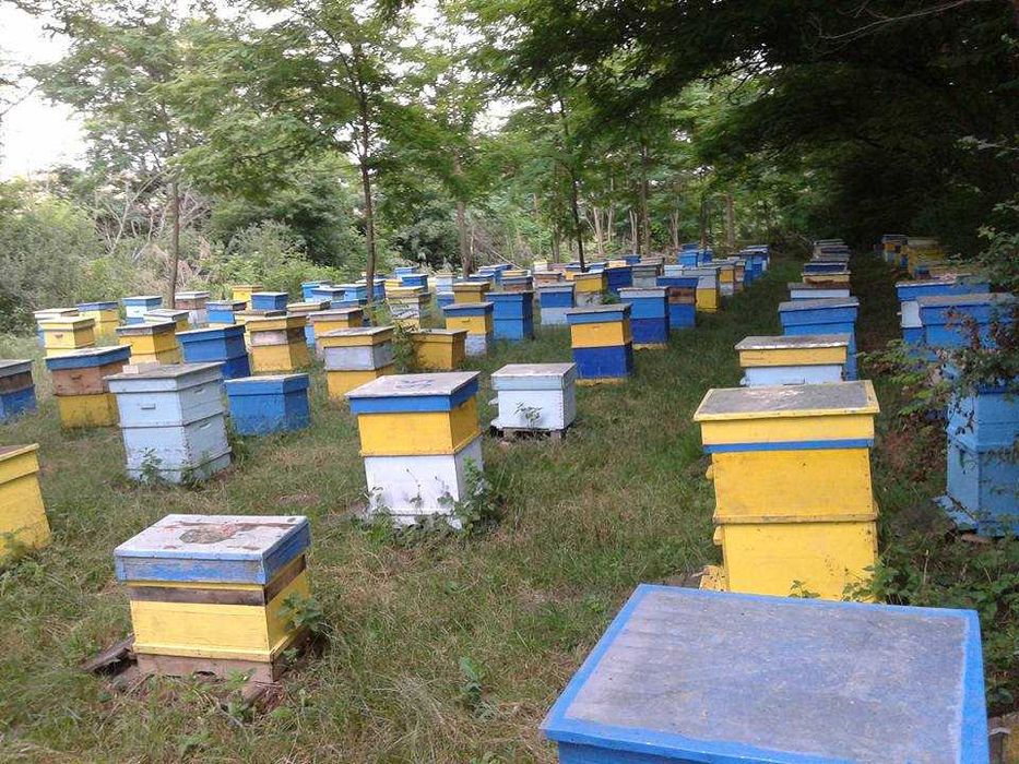 Пчелен мед 2.70 EU/кг, добив 2025г