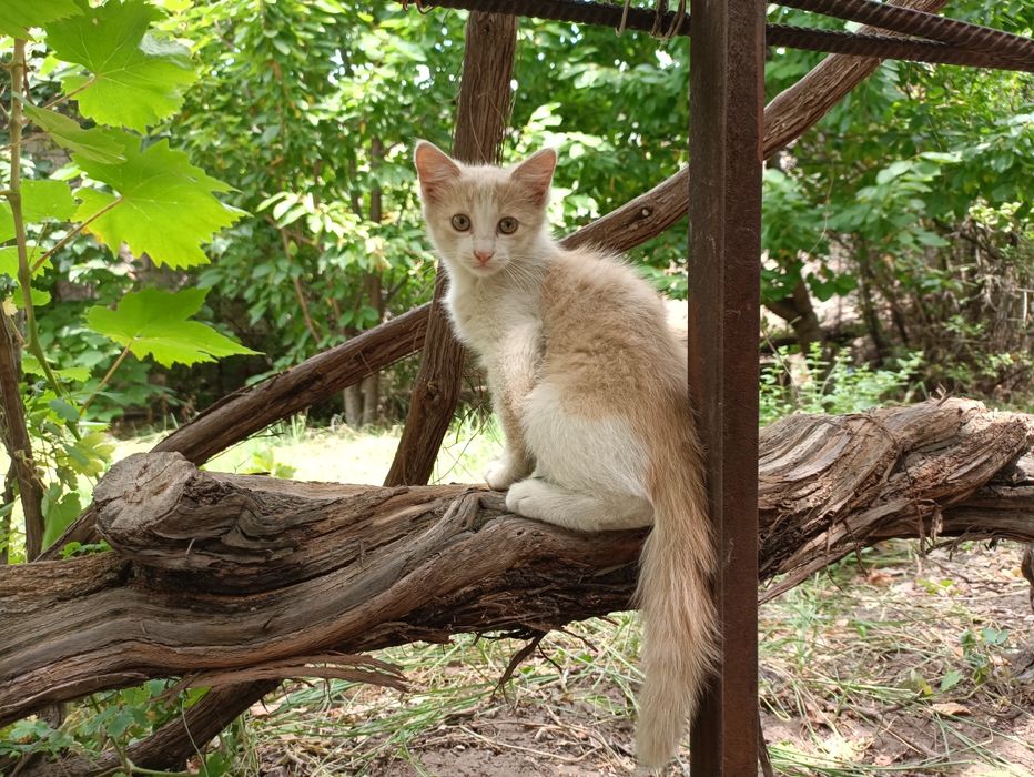 Отдам котенка, мальчик